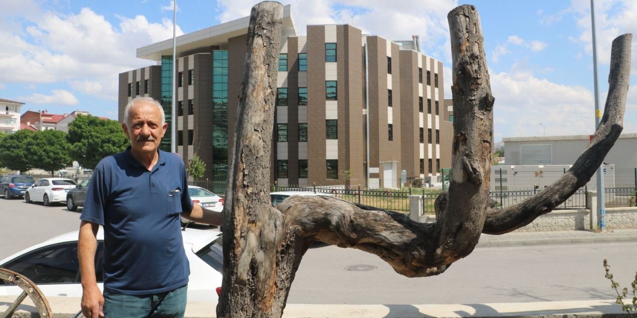 Şekli dikkatini çekti, kestirip bahçesinde yıllarca bahçesinde sakladı