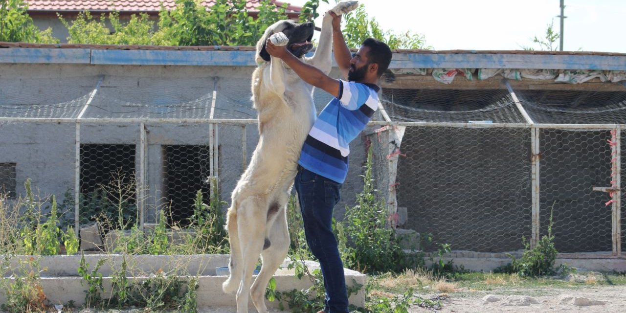 İriliğiyle nam salan Malaklı köpeği bir insan boyunu geçiyor