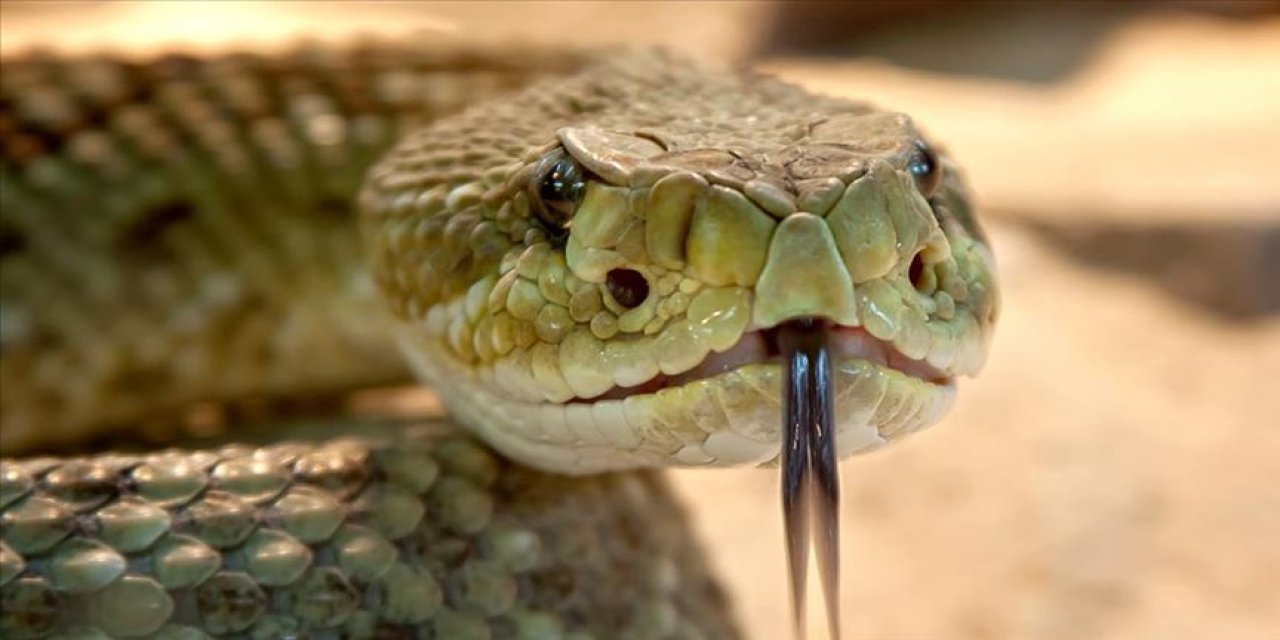 13 şehirde yılan tehlikesi ; Dikkat yılan çıkabilir uyarısı verilen iller
