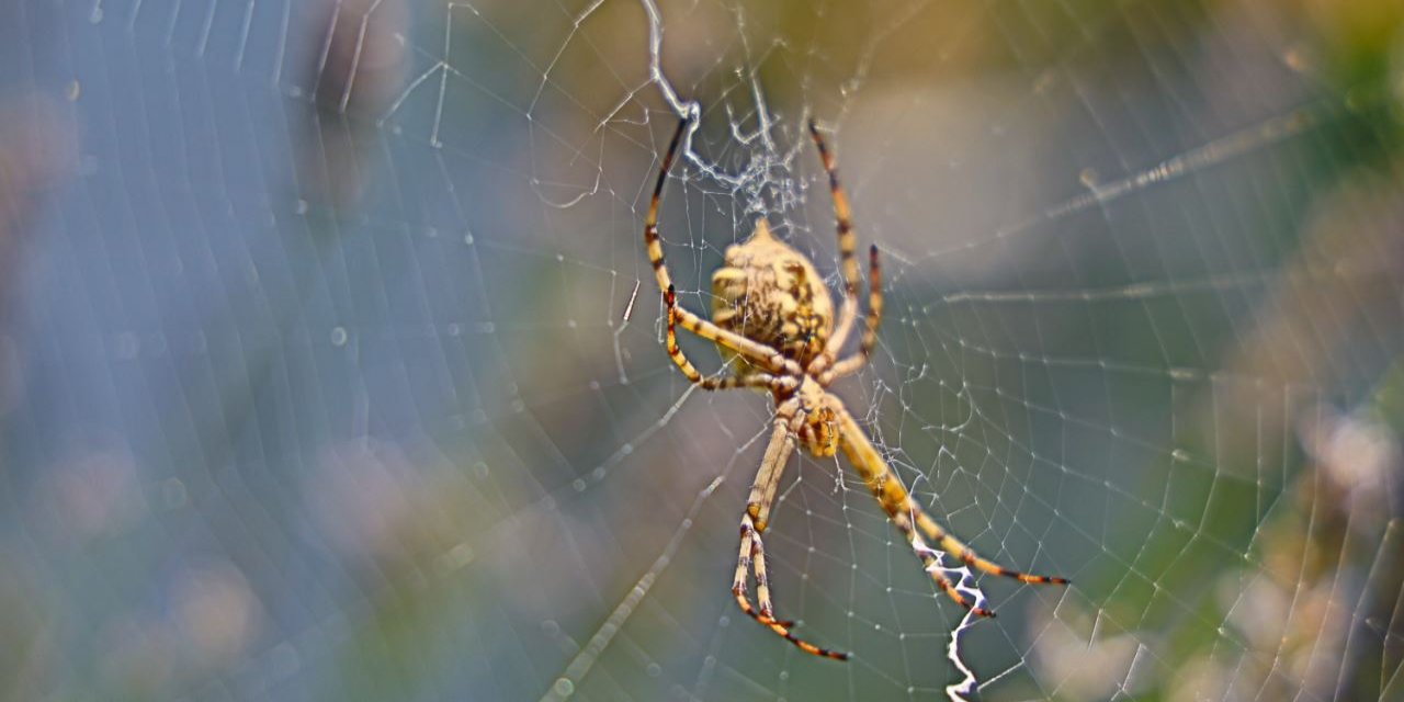 Dünyanın en zehirli örümceği Aksaray'da görüldü