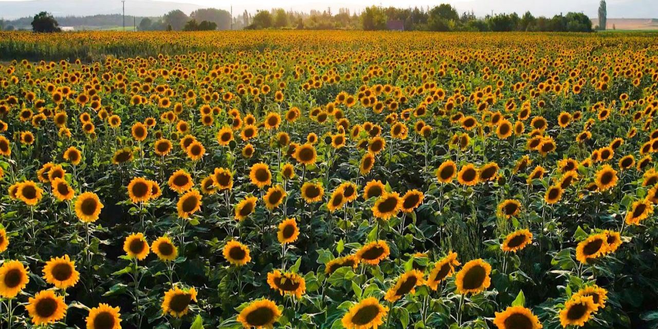 Ayçiçeği tarlaları sarının her tonuyla görsel şölen sunuyor