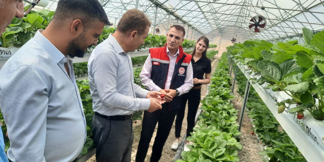 Topraksız tarım uygulaması ile üretime devam