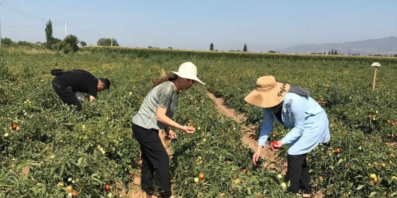 Fiyatı 2 TL'ye kadar indi : Tarlada bu yıl hasadı bol olacak