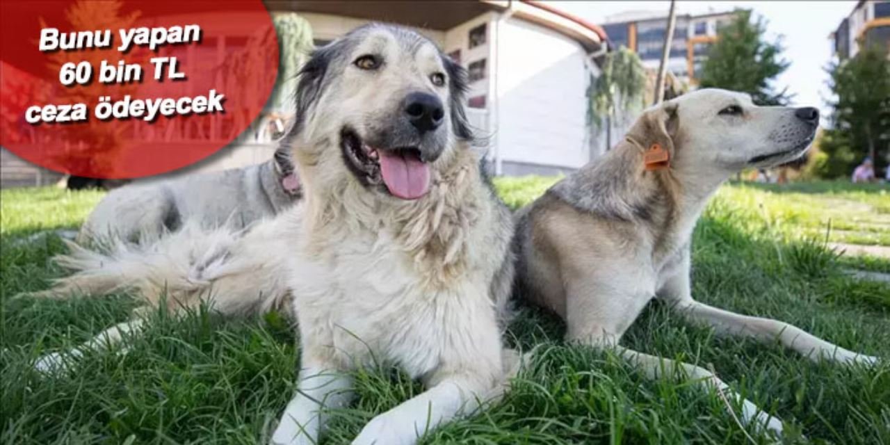 Sokak hayvanları kanunu hayata geçti