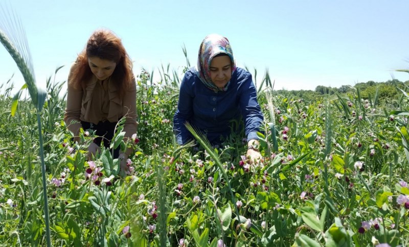 Yem bitkileri kontrol ediliyor