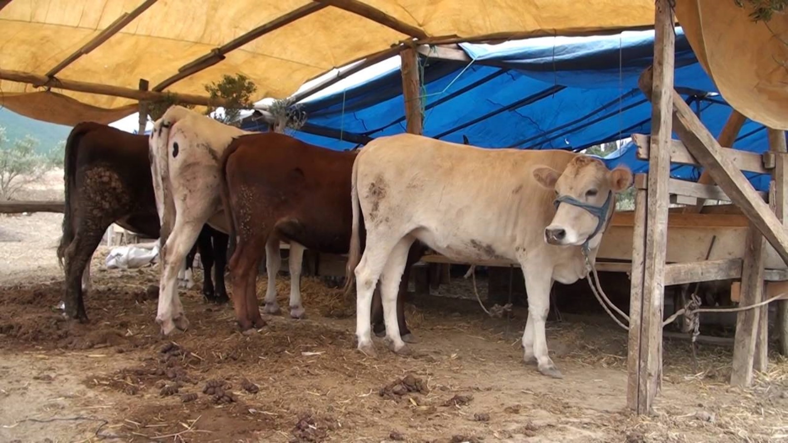 Şarbon hastalığı için hayvan sahiplerine tazminat ödenecek