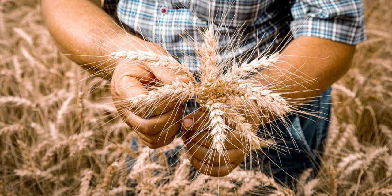 Yeni tarım destekleri açıklandı: Konya çiftçisi ne kadar alacak?