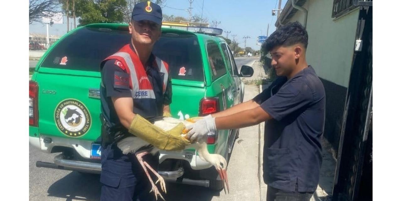 Yaralı leylek'e vatandaşlardan yardım eli