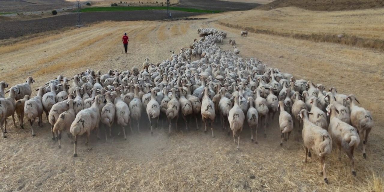 Hayvan sahipleri isyanda: ‘Türk çoban kalmadı'