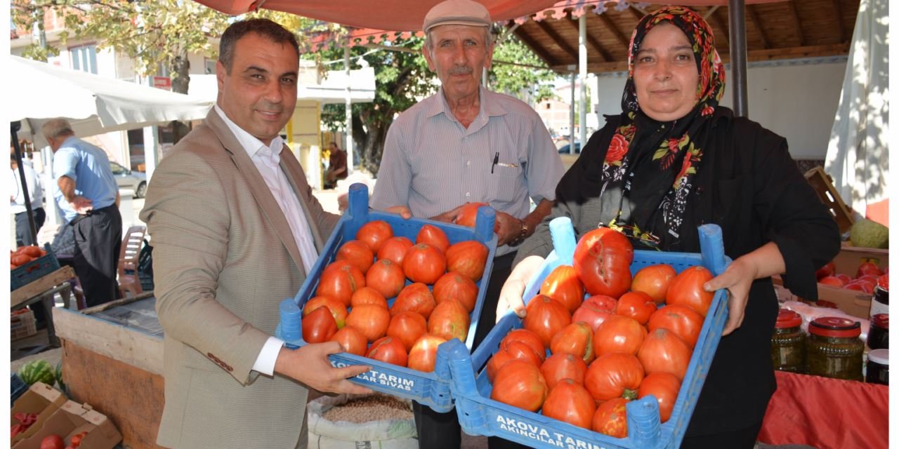 'Manda yüreği cinsi domates' hasadı başladı