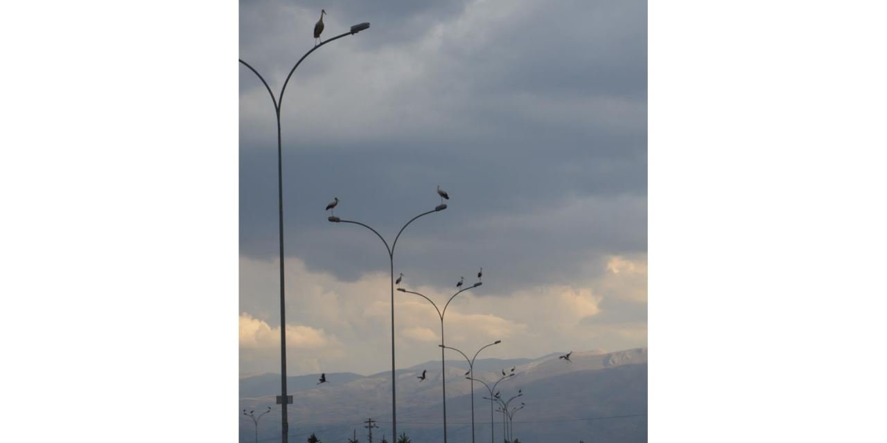 Göçe başlayan leylekler Konya'da mola verdi