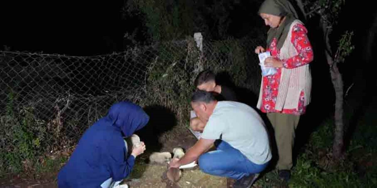 Hayvansever aile 4 yavru köpeğe sahip çıktı