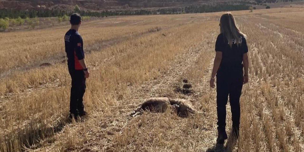 Kaybolan koyunlara AFAD ekipleri ulaştı