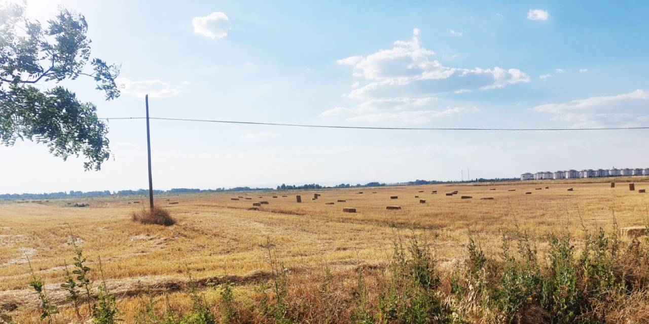 Arpa balyaları para etmedi