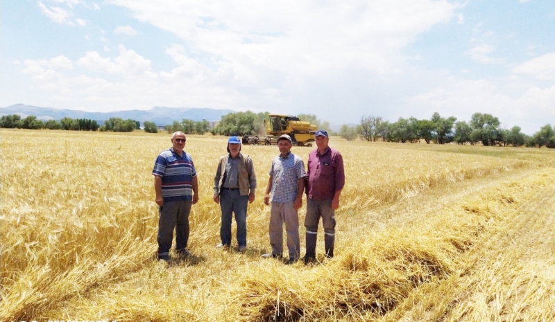 Kuraklık tahıl ambarı Konya Ovası'nı vurdu