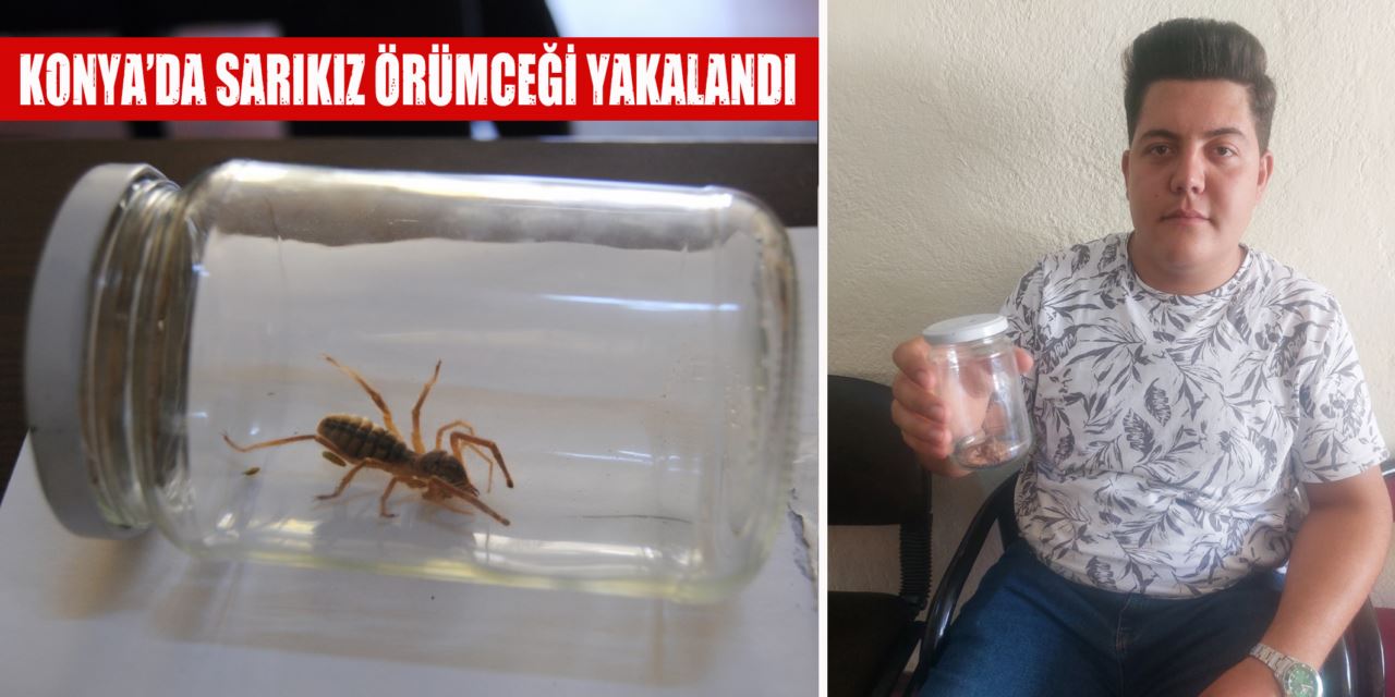 Sarıkız örümceği panik yarattı