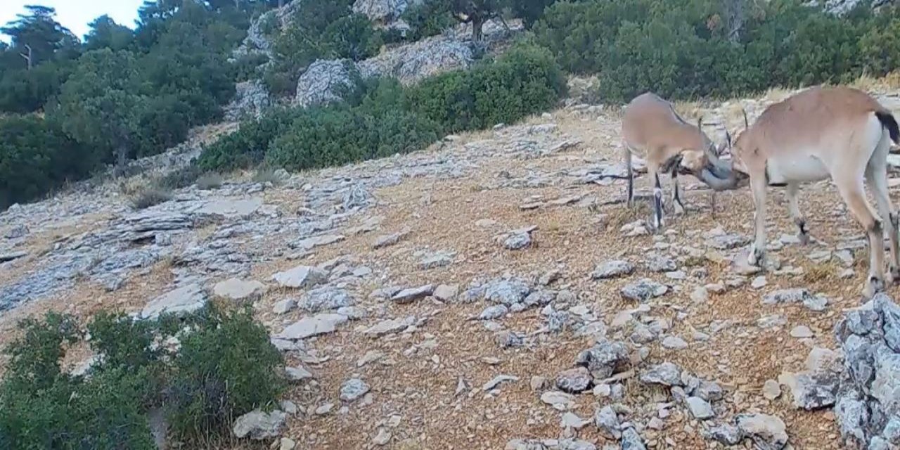 Kafa kafaya vuruşan dağ keçilerini fotokapan görüntüledi