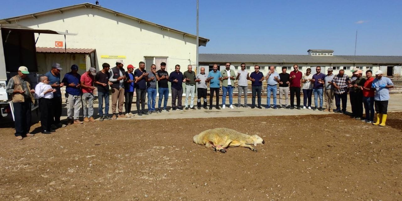 Gözlü Tarım İşletmesinde Koç Katımı törenle yapıldı