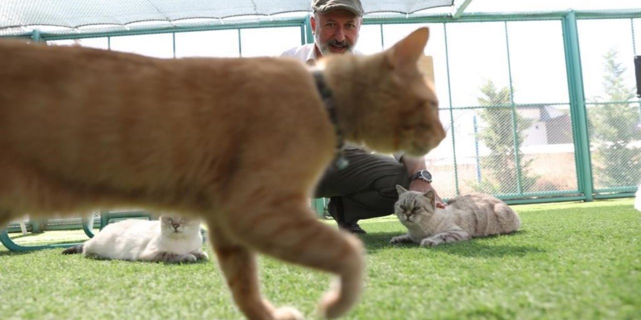 Kayseri’de bir ilk: ‘Küçük Dostlar Kedi Kasabası’ yoğun ilgi gördü