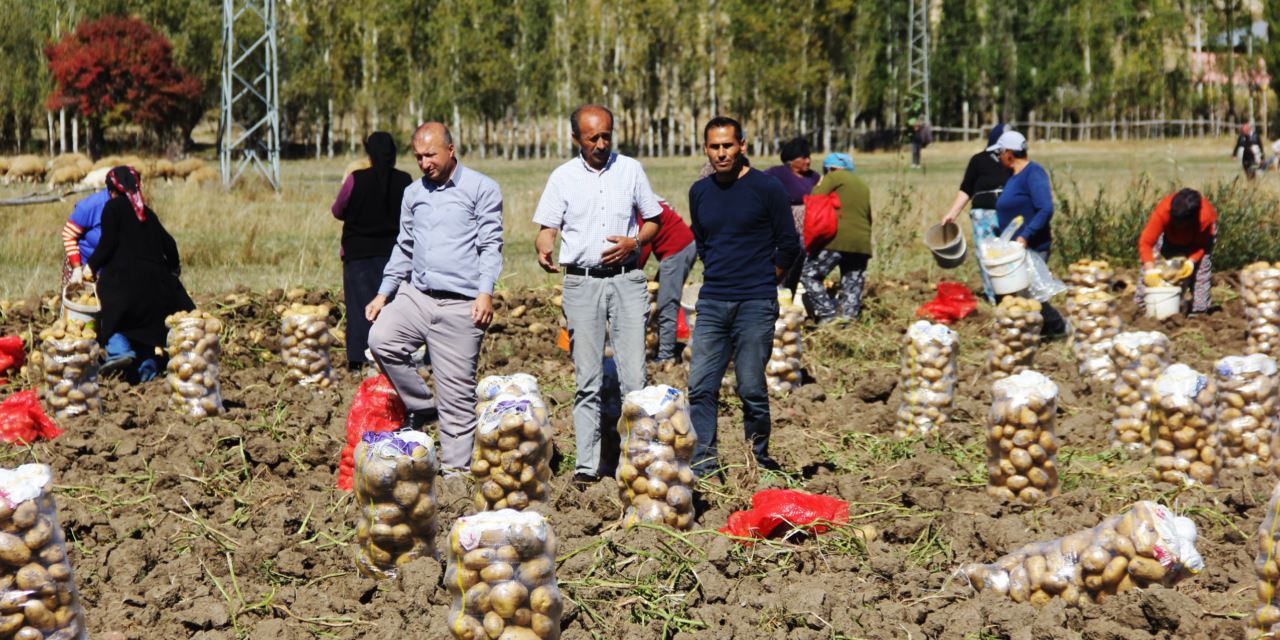 Patates üreticisi aracıları aradan çıkardı