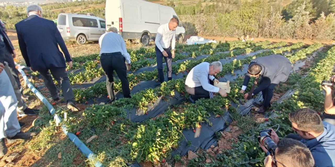 Vali Akın, çilek hasadında çiftçilerin yanında