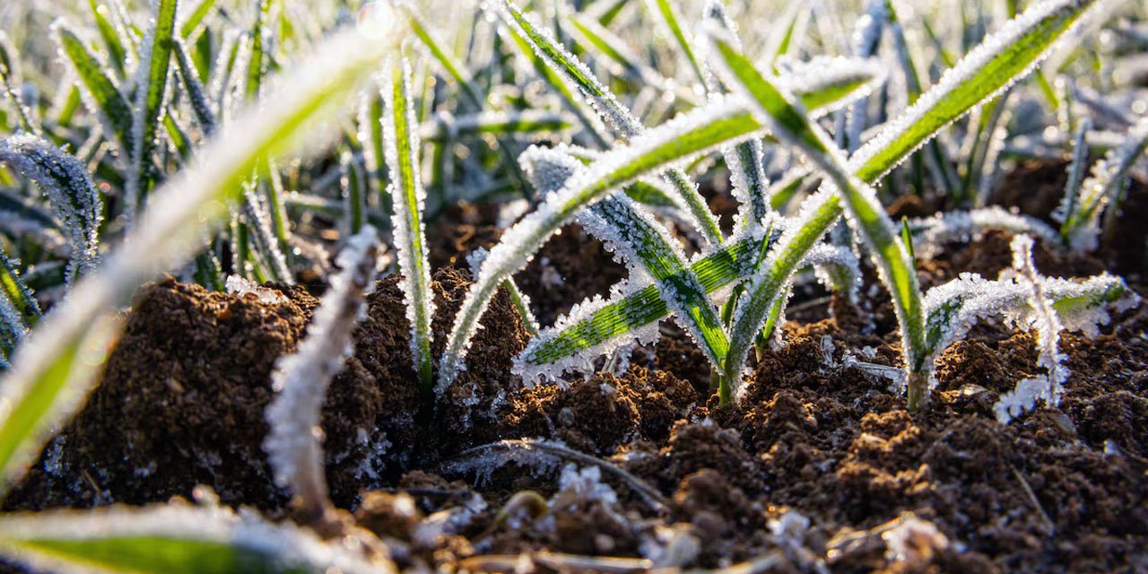 Meteoroloji’den sarı kodlu uyarı! Zirai dona dikkat