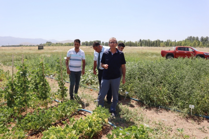 ‘Ata tohumlarının’ ürünleri alınıyor