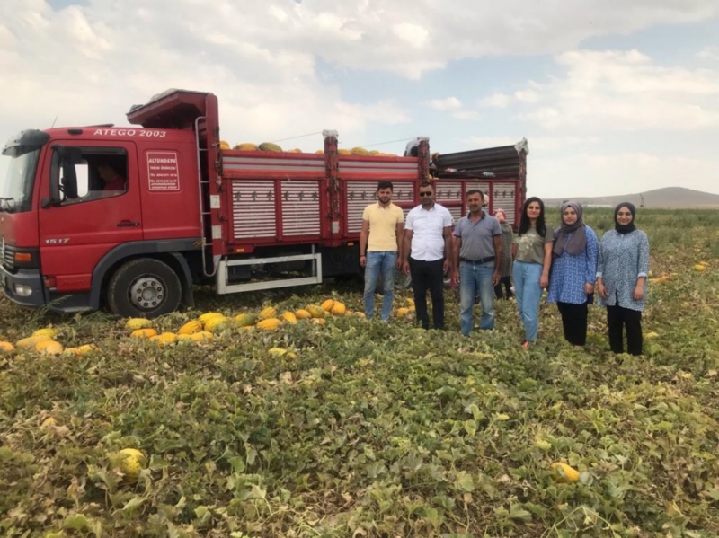 Kavun karpuz tarlaları incelendi