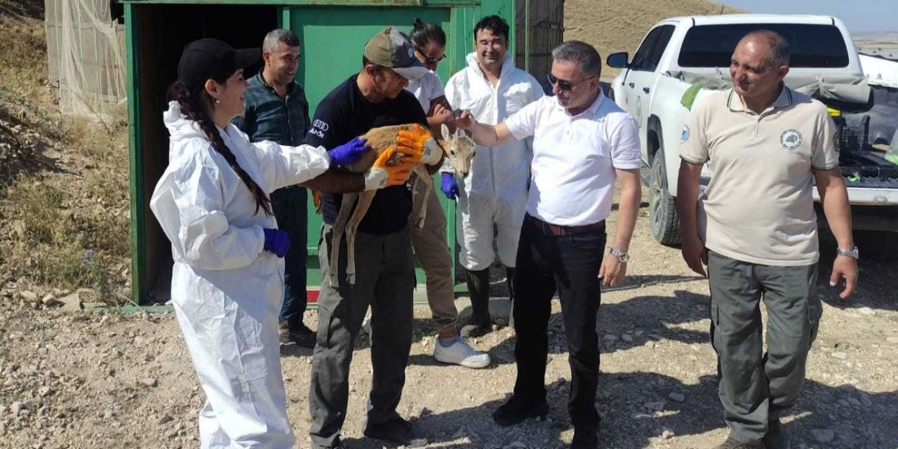 Anadolu yaban koyunları hastalıklara karşı aşılandı