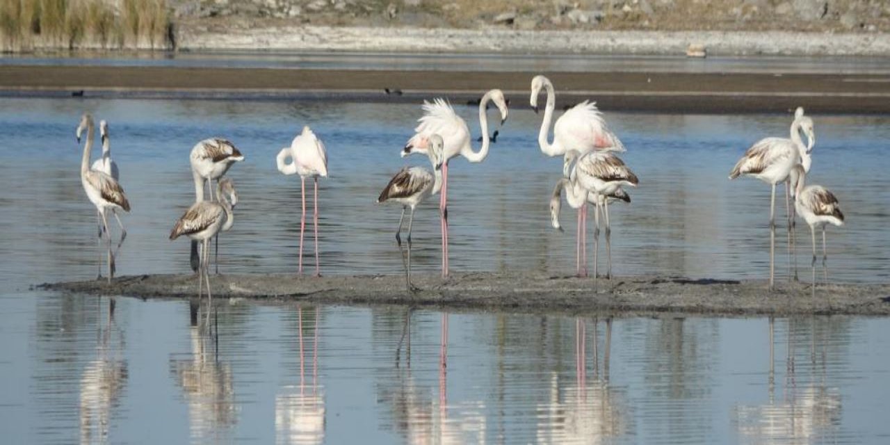 Ulaş Gölü'nde flamingo sürprizi: Kuraklıkla mücadele eden göl renklendi