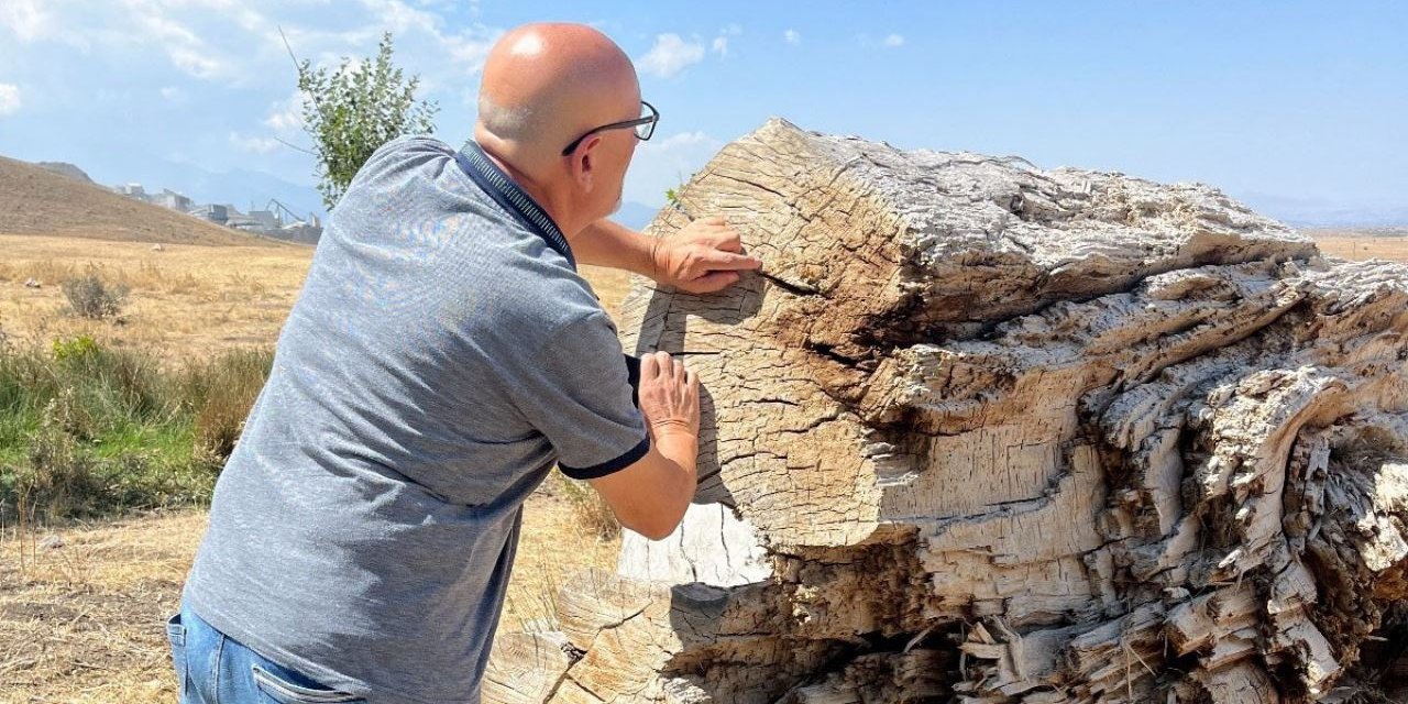 Türkiye'nin anıt ağaçlarında mantar tehlikesi baş gösterdi