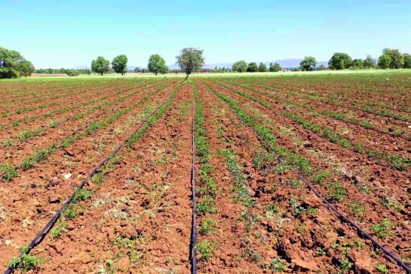 Berber Murat kızını nişanladı