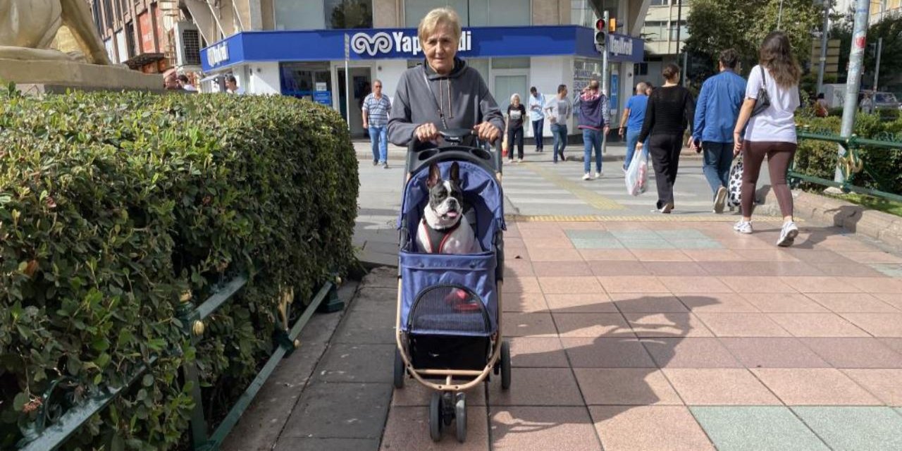 17 kilo ağırlığında, bebek gibi taşınan köpek