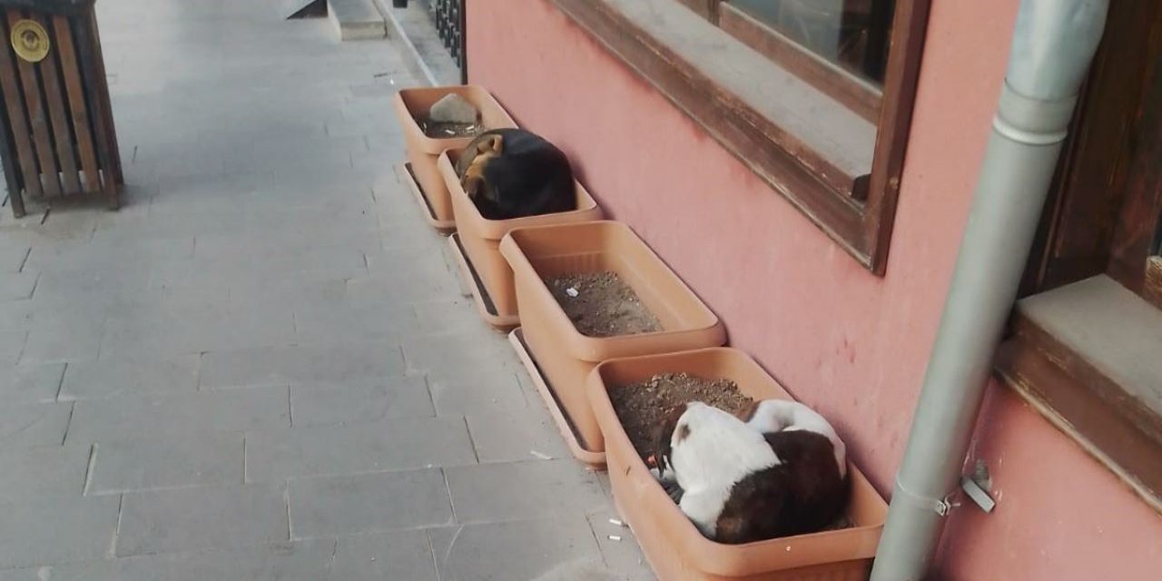 Sokak köpekleri soğuktan kaçmak için saksılara sığındı