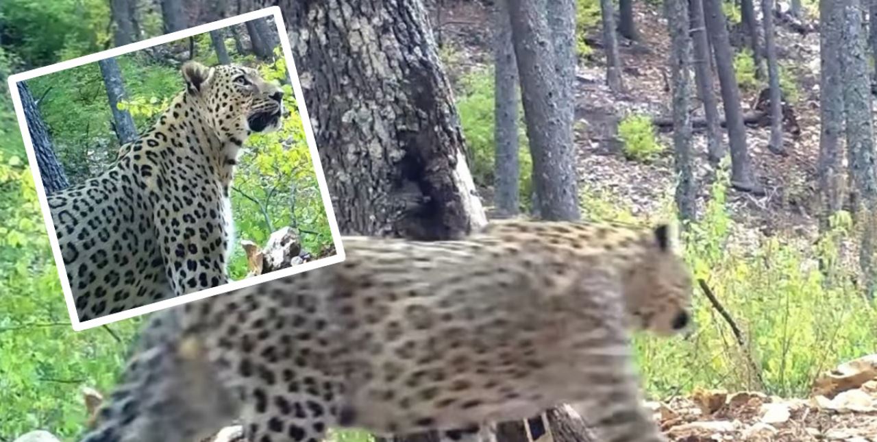 Anadolu Parsı fotokapana yakalandı