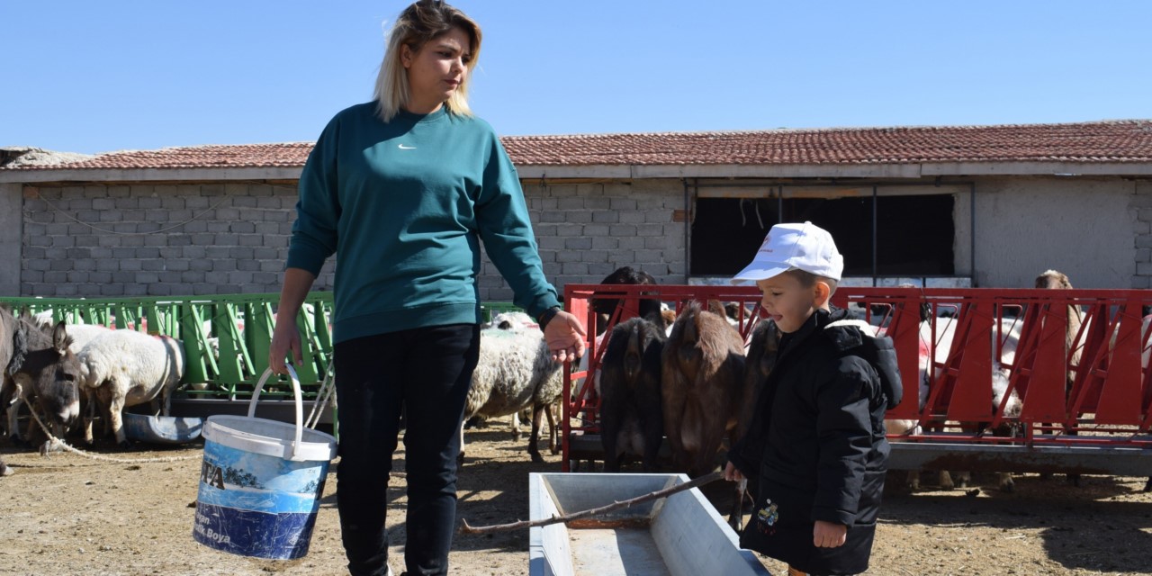 Üniversiteli genç anne, kendi yavrusuyla birlikte koyunlarına da sevgiyle bakıyor