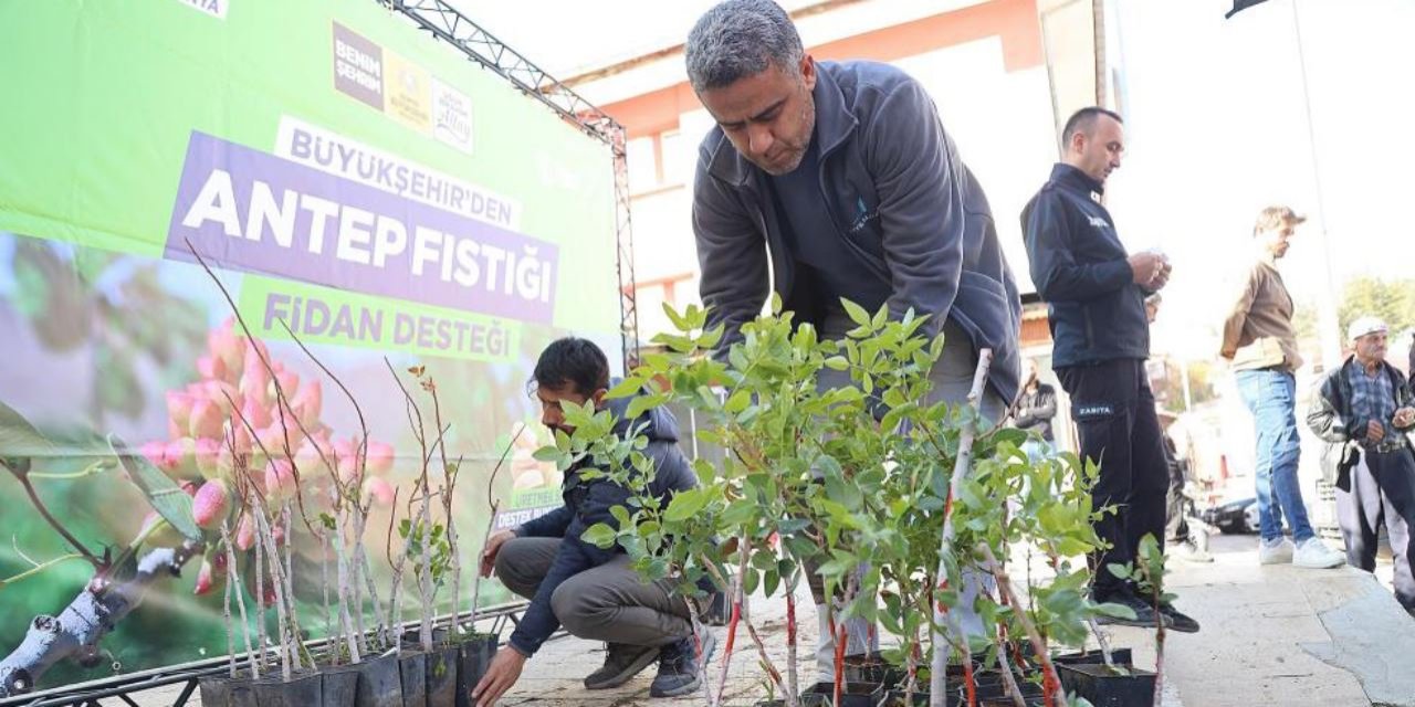 Destekler Büyükşehirden: 3 ilçede Antep fıstığı üretilecek