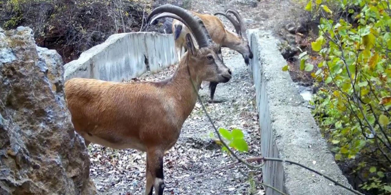 Yaban hayatı köprüsü, doğal yaşamdan kesitler sundu