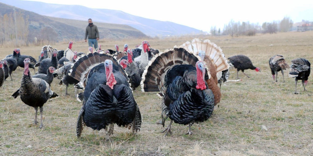 Yılbaşı yaklaştı, hindi fiyatları dudak uçuklattı