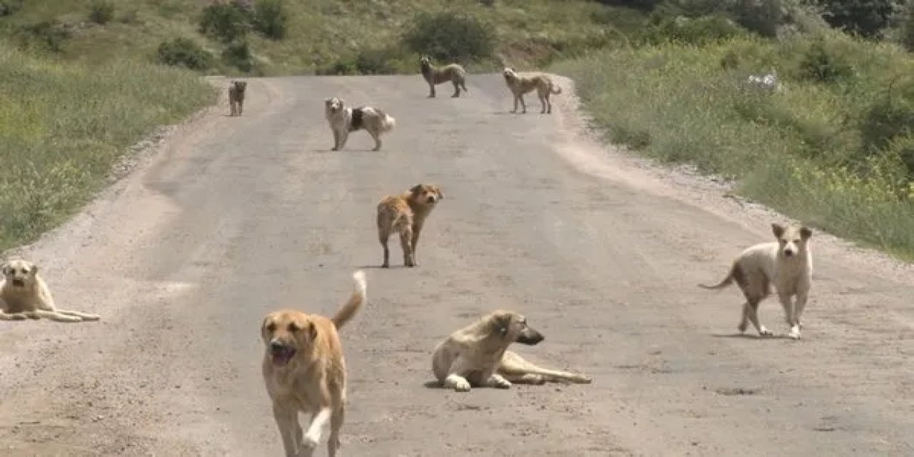 Sokak köpekleri ''beyaz kanser'' tehlikesi saçıyor