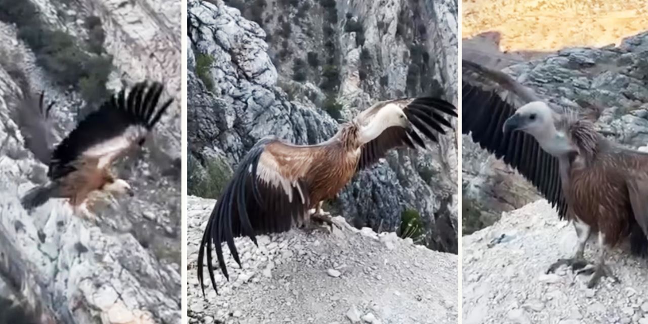 Kızıl Akbaba yeniden doğayla buluşturuldu