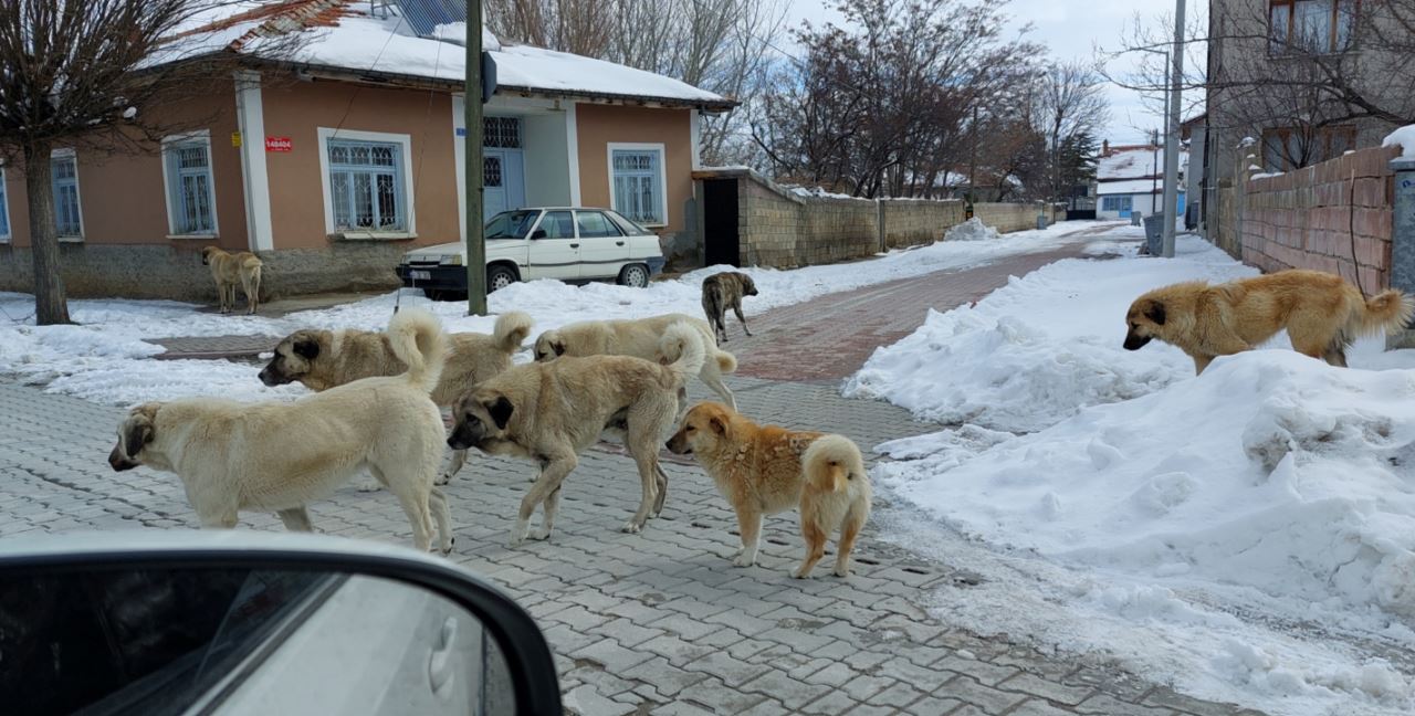 Köpek başı aylık 800 liraya verilecek