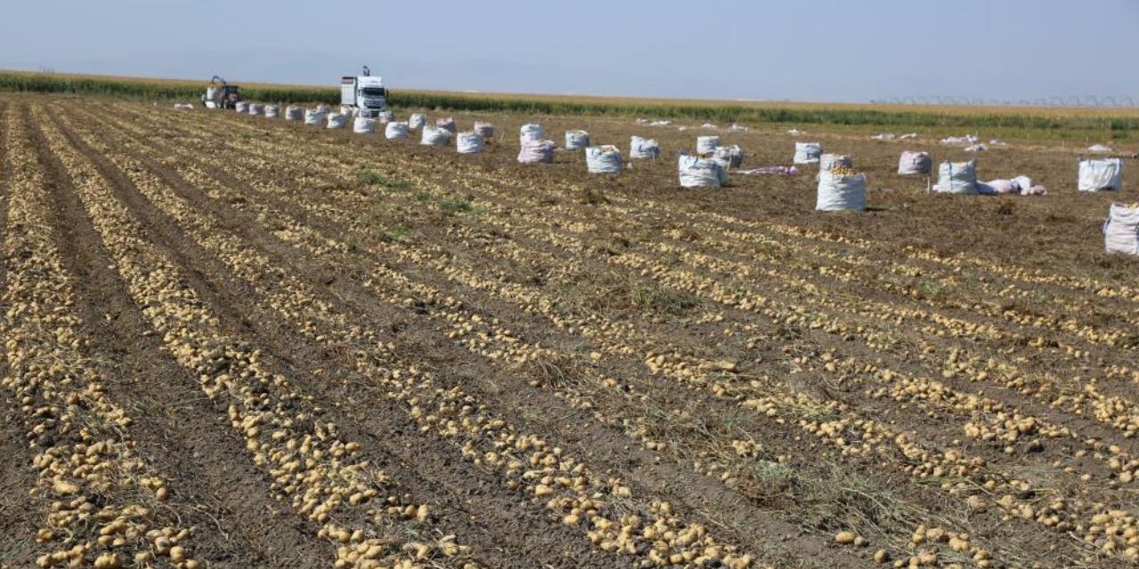 Konya Şeker'den Patates Üreticilerine Ödeme Müjdesi