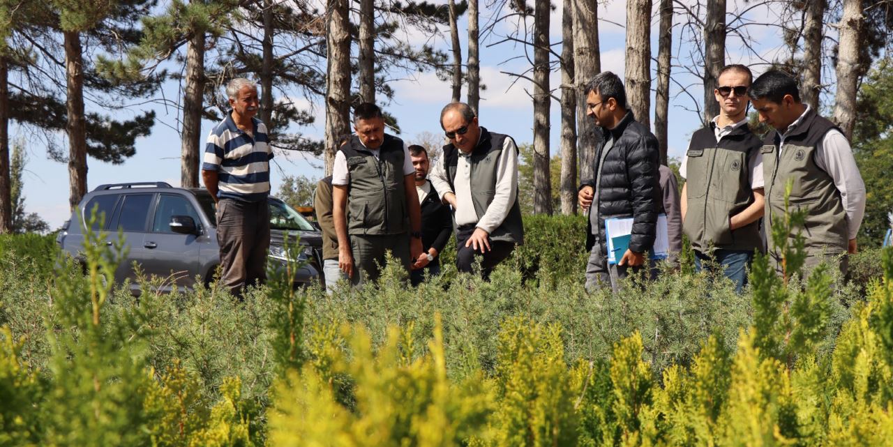 Ormanların ilk tohumları fidanlıklarda atılıyor