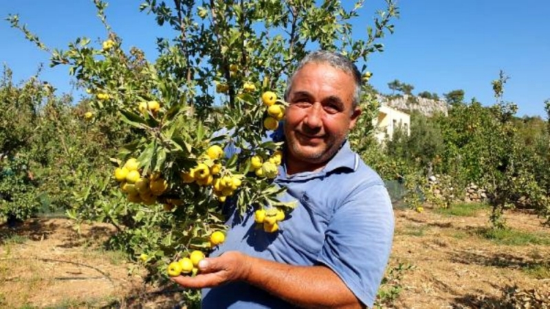 Alıç meyvesine ilgi arttı