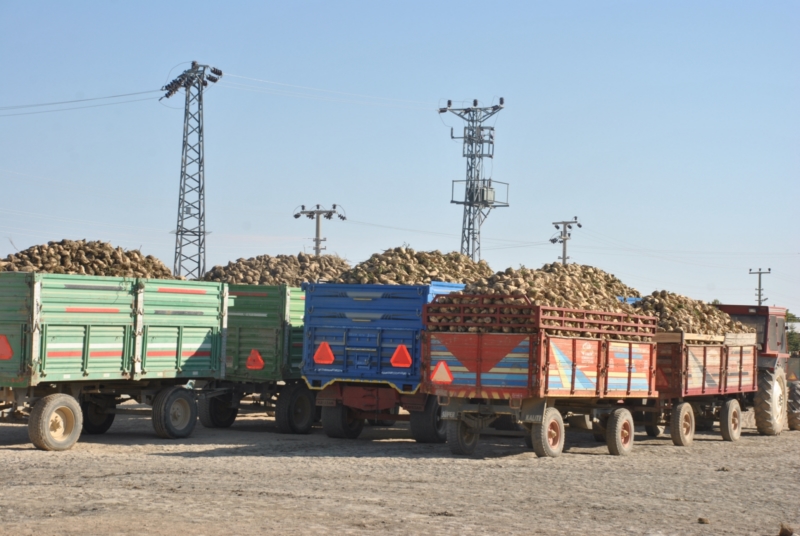 Pancar alımı 18 bin tona ulaştı