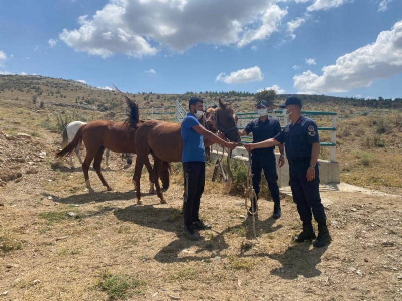 Kaybolan atları jandarma buldu