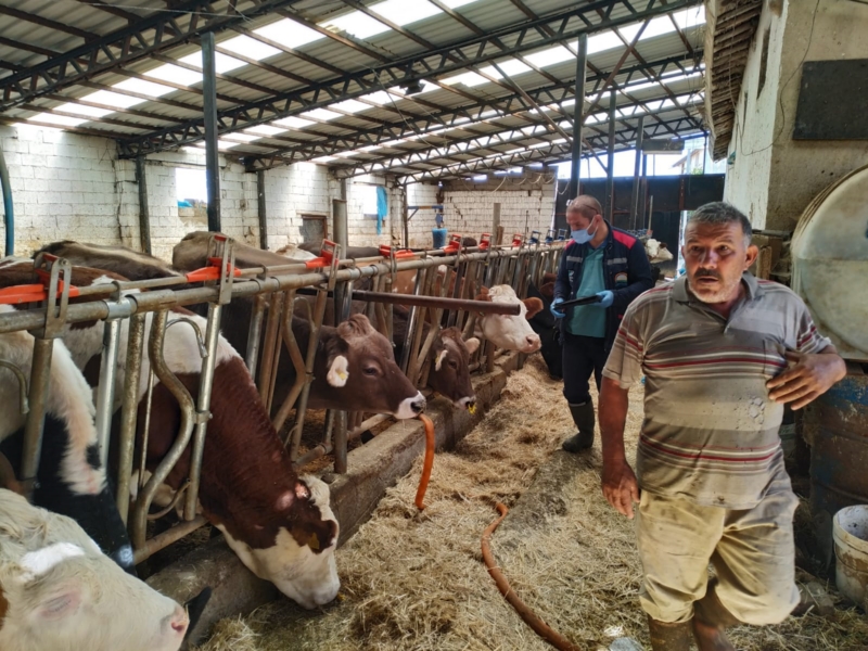 Şap aşılama kampanyası devam ediyor