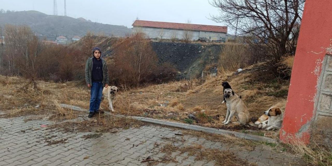 Köpeklerden akıl almaz hareket!