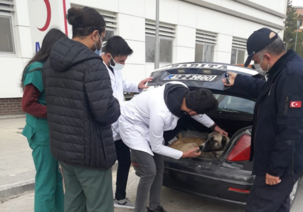 Yavru köpekler donmaktan kurtarıldı